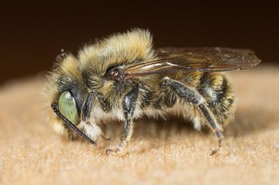  Osmia argyropyga Pérez, 1879