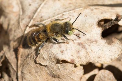  Osmia argyropyga Pérez, 1879