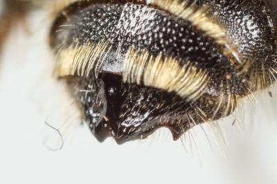  Osmia argyropyga Pérez, 1879