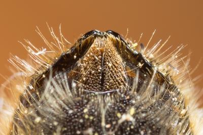  Osmia argyropyga Pérez, 1879