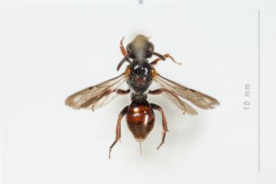  Nomada panurgina Morawitz, 1869