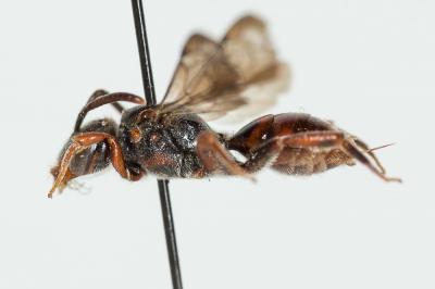  Nomada panurgina Morawitz, 1869