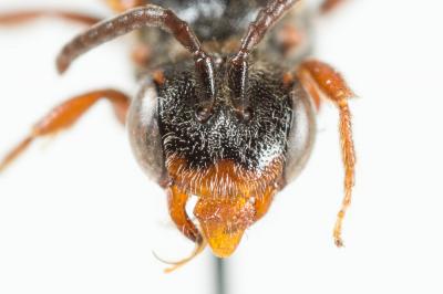  Nomada panurgina Morawitz, 1869