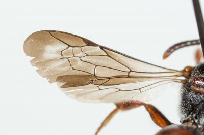 Nomada panurgina Morawitz, 1869