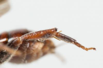  Nomada panurgina Morawitz, 1869
