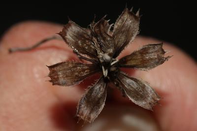 Brunelle à feuilles d'hysope Prunella hyssopifolia L., 1753