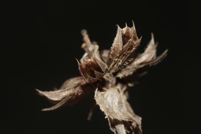 Brunelle à feuilles d'hysope Prunella hyssopifolia L., 1753