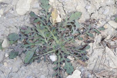 Reichardie Reichardia picroides (L.) Roth, 1787