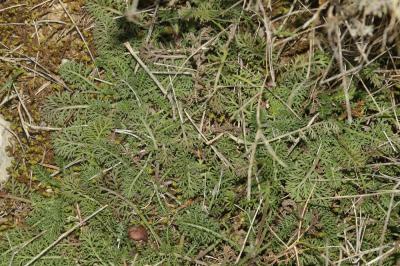 Achillée odorante Achillea odorata L., 1759