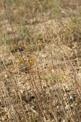 Linaire rampante Linaria repens (L.) Mill., 1768