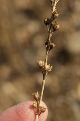 Linaire rampante Linaria repens (L.) Mill., 1768