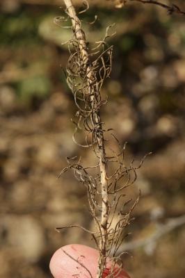 Linaire rampante Linaria repens (L.) Mill., 1768