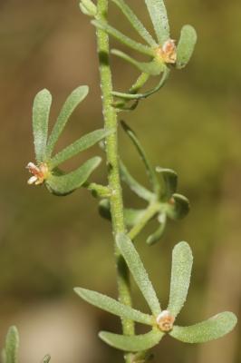 Réséda raiponce Reseda phyteuma L., 1753