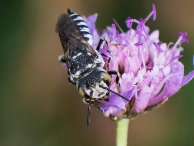  Coelioxys argentea Lepeletier, 1841