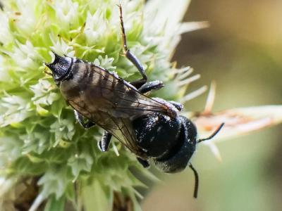  Coelioxys argentea Lepeletier, 1841
