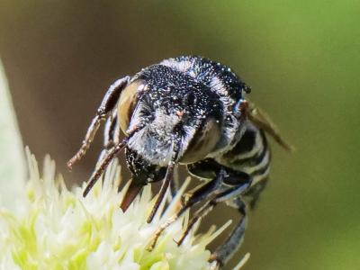  Coelioxys argentea Lepeletier, 1841