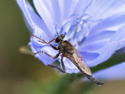  Asilidae Latreille, 1802