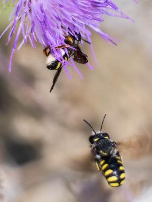  Pseudoanthidium melanurum (Klug, 1832)