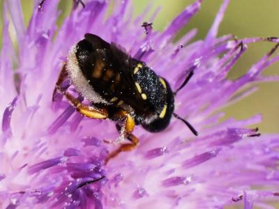  Pseudoanthidium melanurum (Klug, 1832)
