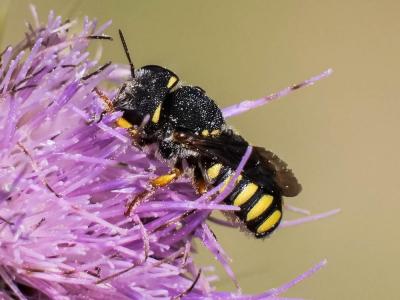  Pseudoanthidium melanurum (Klug, 1832)