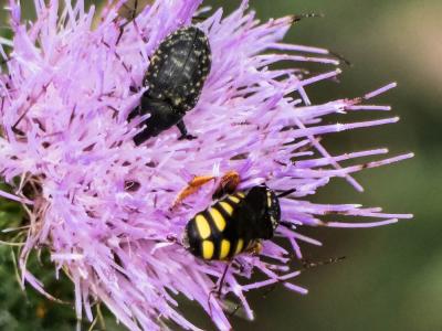  Pseudoanthidium melanurum (Klug, 1832)