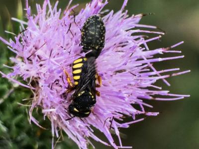  Pseudoanthidium melanurum (Klug, 1832)