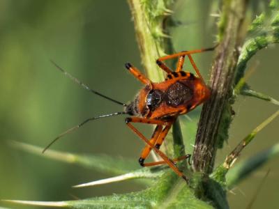  Rhynocoris 