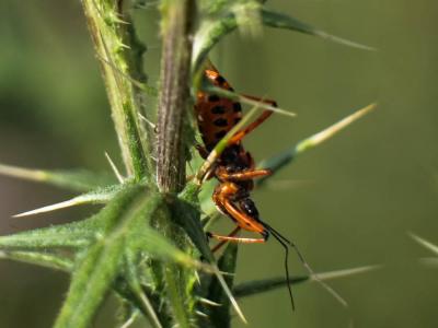  Rhynocoris 