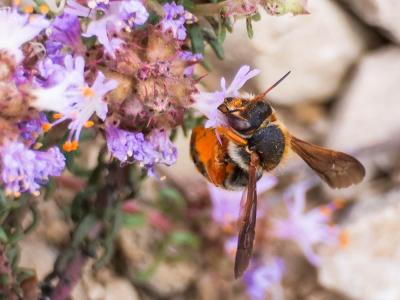  Rhodanthidium sticticum (Fabricius, 1787)