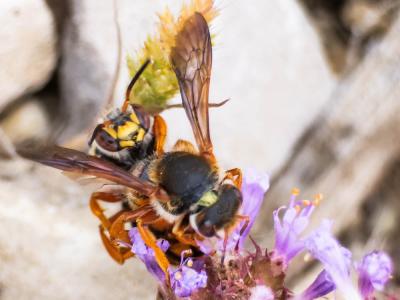  Rhodanthidium sticticum (Fabricius, 1787)