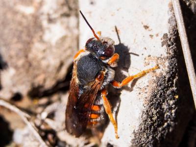  Rhodanthidium sticticum (Fabricius, 1787)