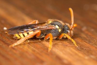  Nomada duplex Smith, 1854