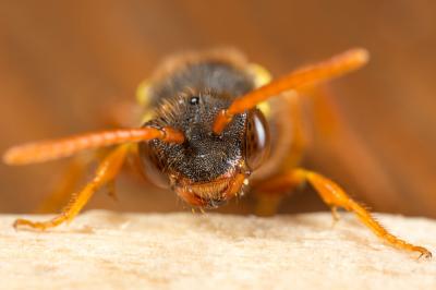  Nomada duplex Smith, 1854