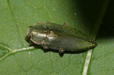 Latipalpe à dos plat Latipalpis plana (Olivier, 1790)