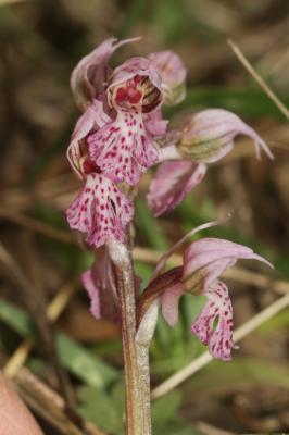 Orchis laiteux, Orchis lacté Neotinea lactea (Poir.) R.M.Bateman, Pridgeon & M.W.Chase, 1997