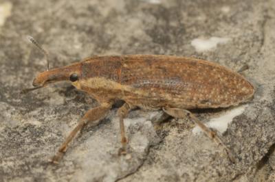 Lixus punctiventris Boheman, 1835