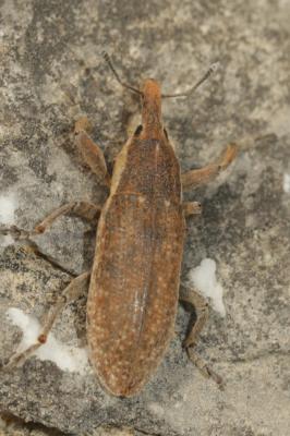  Lixus punctiventris Boheman, 1835
