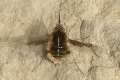  Bombylius analis Olivier, 1789
