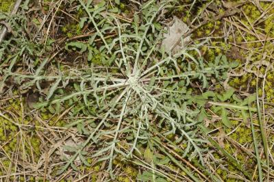 Centaurée à panicule, Centaurée paniculée Centaurea paniculata L., 1753