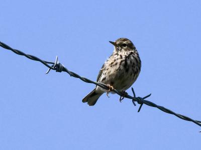 Pipit farlouse Anthus pratensis (Linnaeus, 1758)