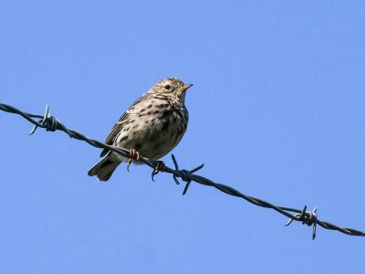Pipit farlouse Anthus pratensis (Linnaeus, 1758)