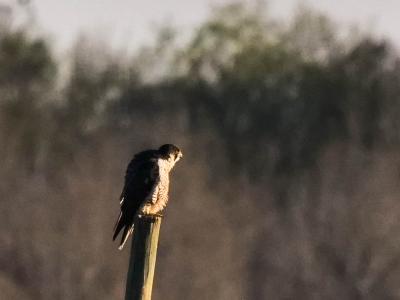 Faucon pèlerin Falco peregrinus Tunstall, 1771