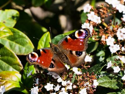 Paon-du-jour (Le), Paon de jour (Le), Oeil -de-Pao Aglais io (Linnaeus, 1758)