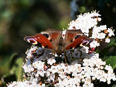 Paon-du-jour (Le), Paon de jour (Le), Oeil -de-Pao Aglais io (Linnaeus, 1758)