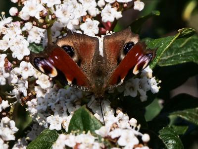 Paon-du-jour (Le), Paon de jour (Le), Oeil -de-Pao Aglais io (Linnaeus, 1758)