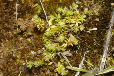 Gaillet des murs Galium murale (L.) All., 1785