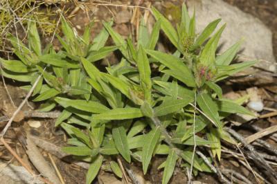 Thé d'Europe Buglossoides purpurocaerulea (L.) I.M.Johnst., 1954