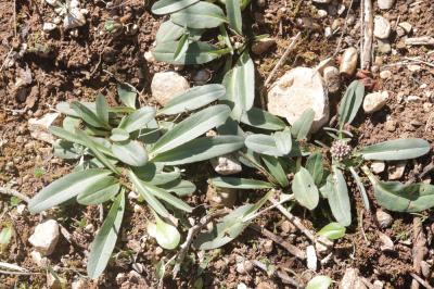 Valériane tubéreuse Valeriana tuberosa L., 1753
