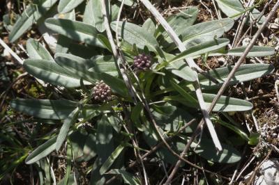 Valériane tubéreuse Valeriana tuberosa L., 1753