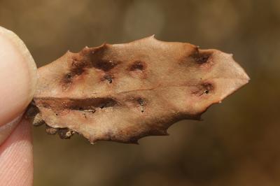  Dryomyia lichtensteinii (F. Löw, 1878)